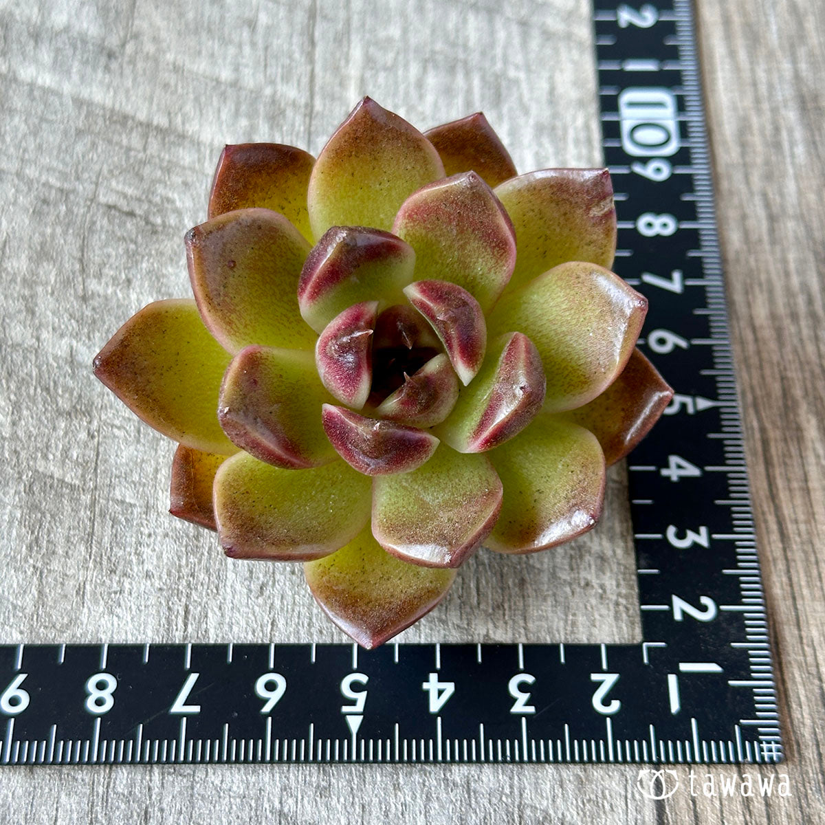 New Arrival* Cubic Frost