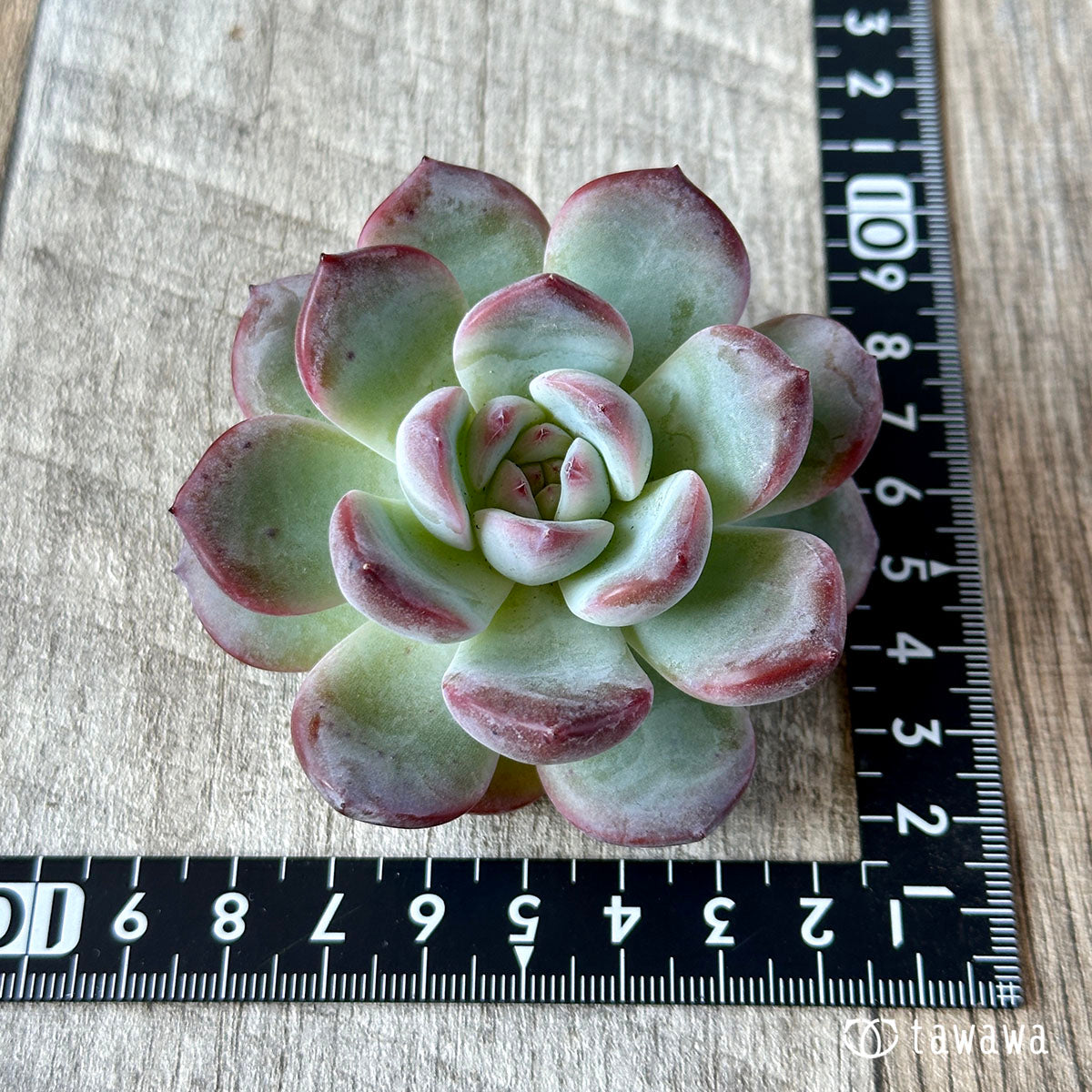 プラダ　