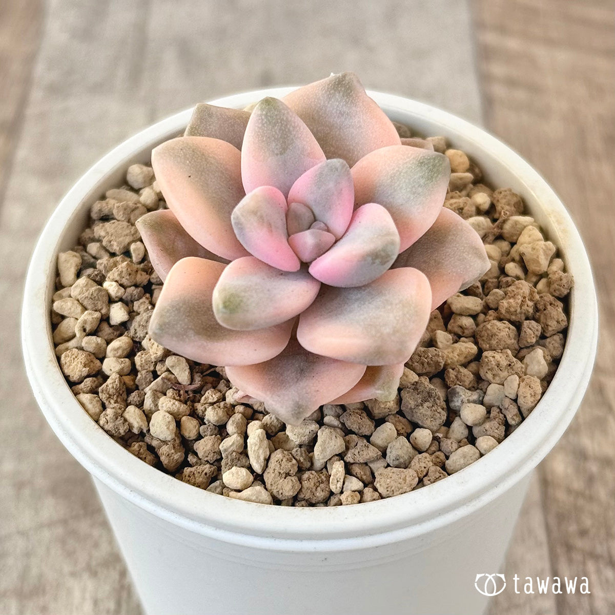 titubans variegated succulent Titubans Nishiki – 多肉植物の通販・販売サイト tawawa