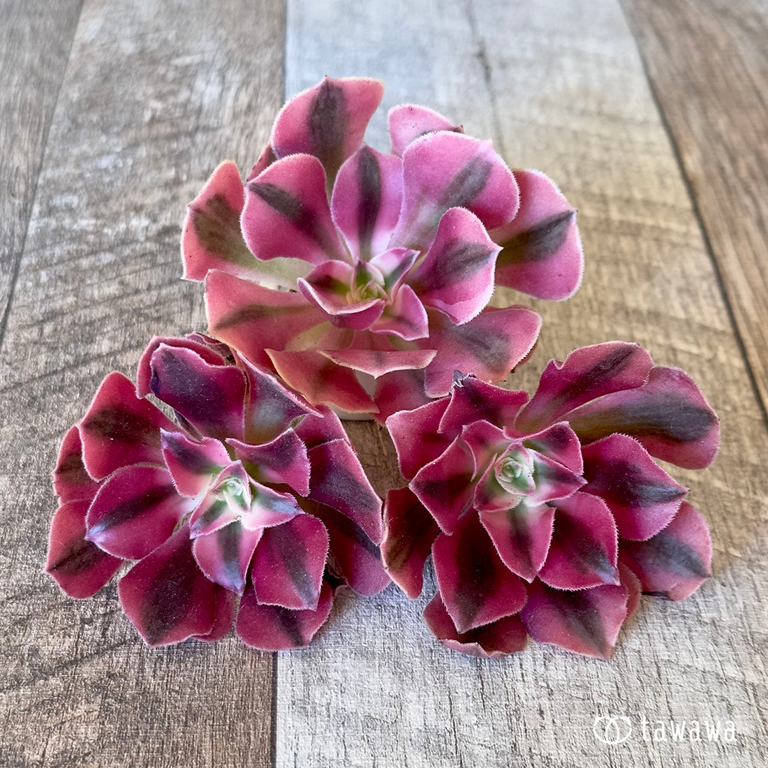 New Arrivals: Ice Green