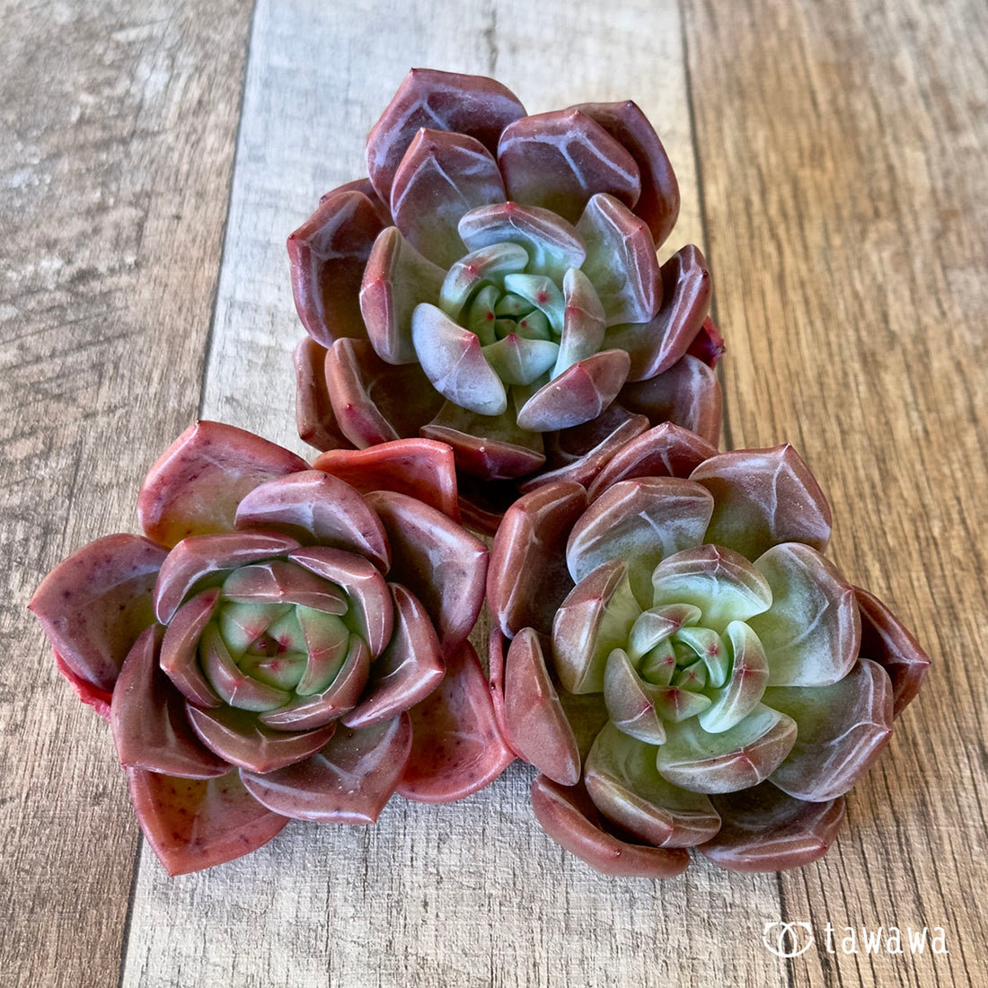 New Arrival Pink Champagne