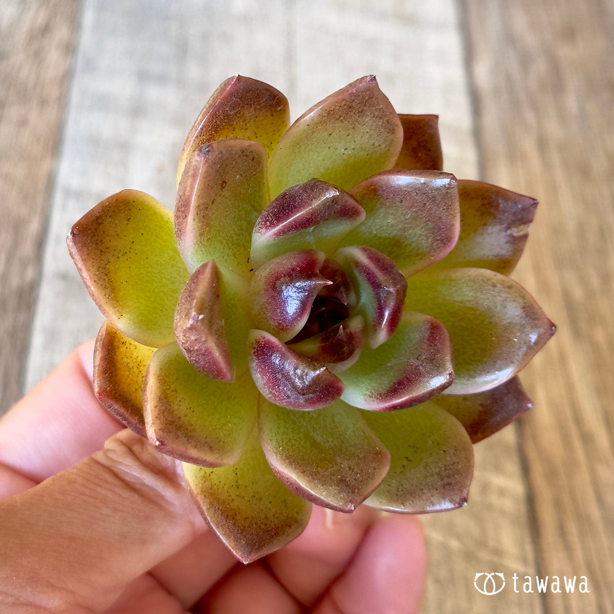 New Arrival* Cubic Frost