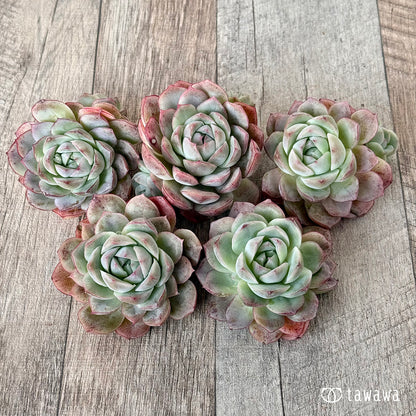 New Arrival* Cubic Frost