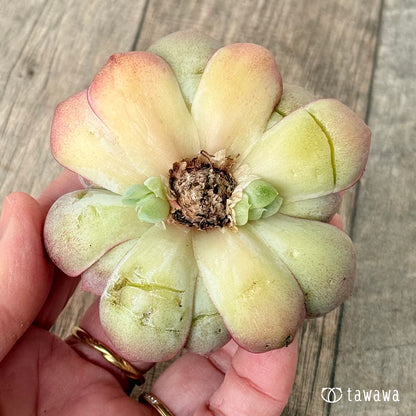 New Arrival* Cubic Frost