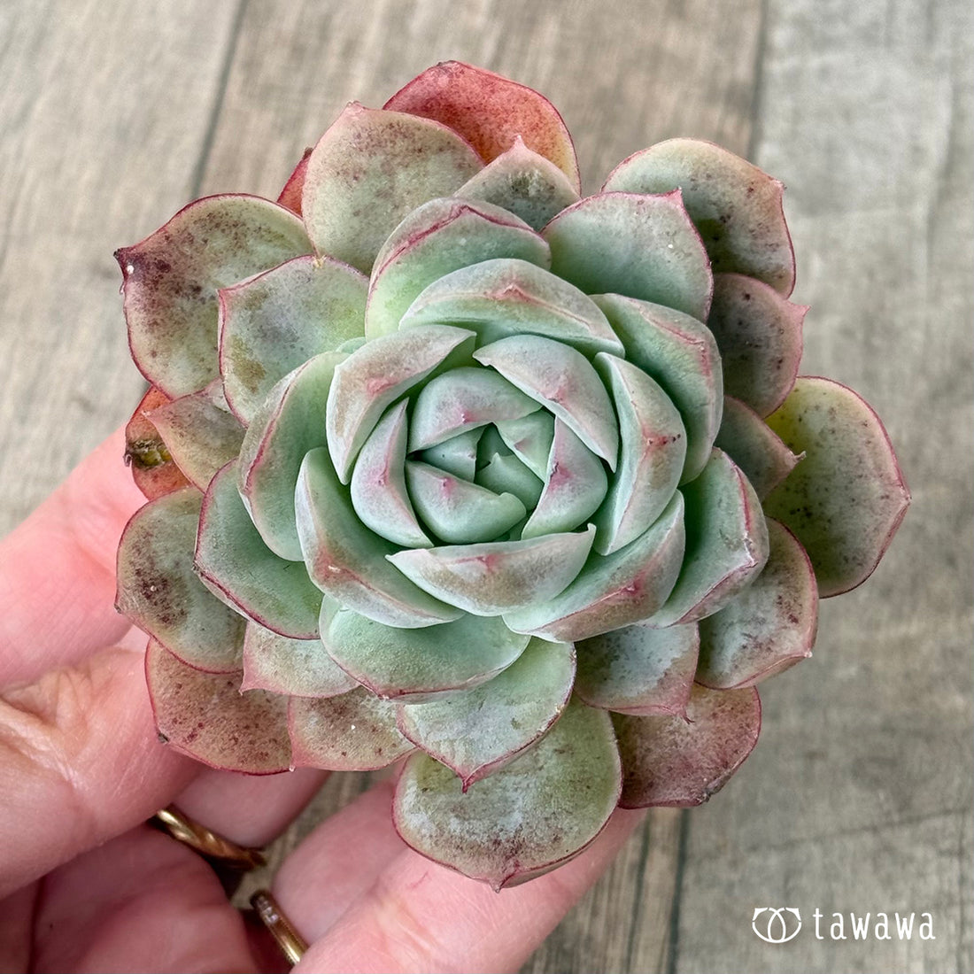 New Arrival* Cubic Frost