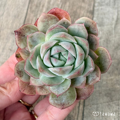 New Arrival* Cubic Frost