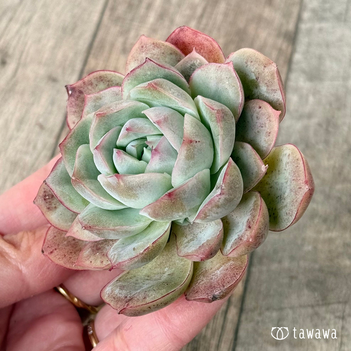 New Arrival* Cubic Frost