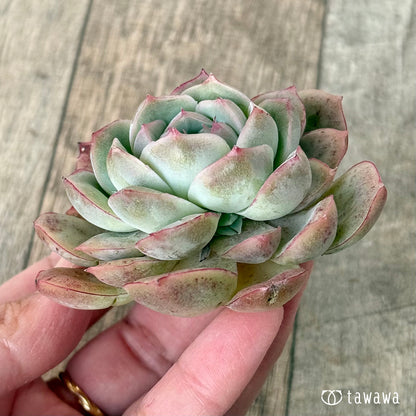 New Arrival* Cubic Frost