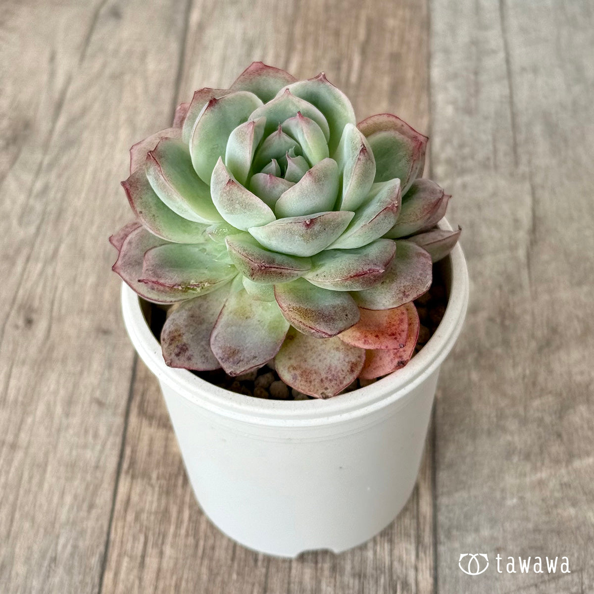 New Arrival* Cubic Frost