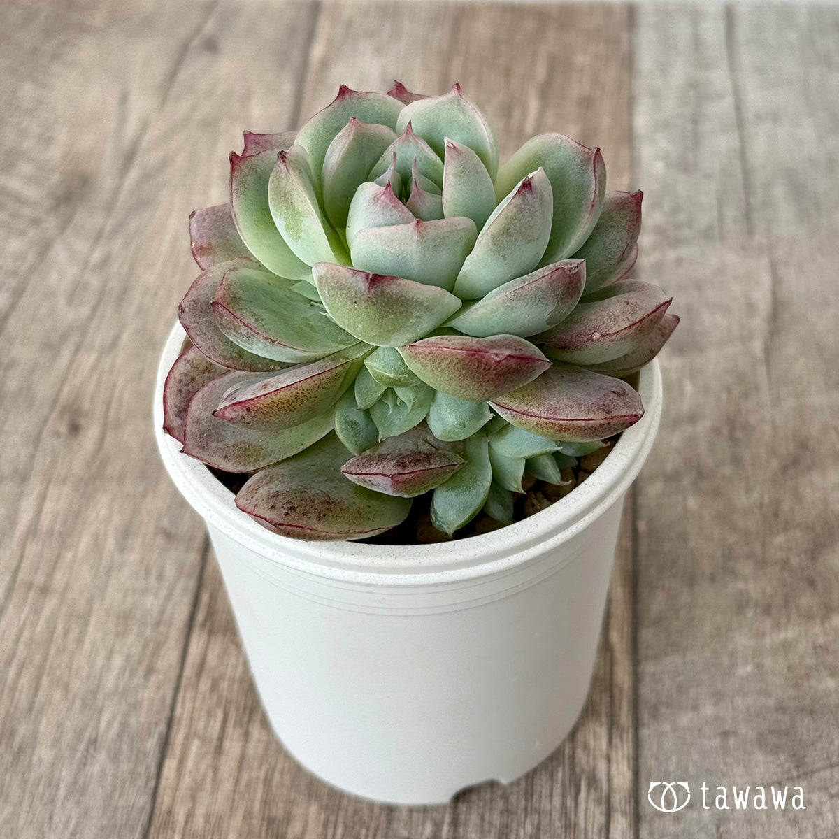New Arrival* Cubic Frost