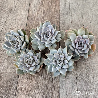 New Arrival* Cubic Frost