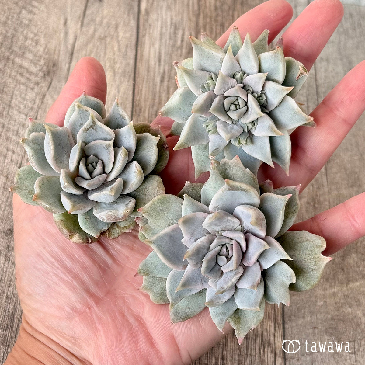 New Arrival* Cubic Frost