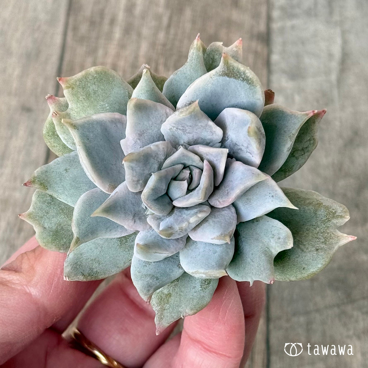 New Arrival* Cubic Frost