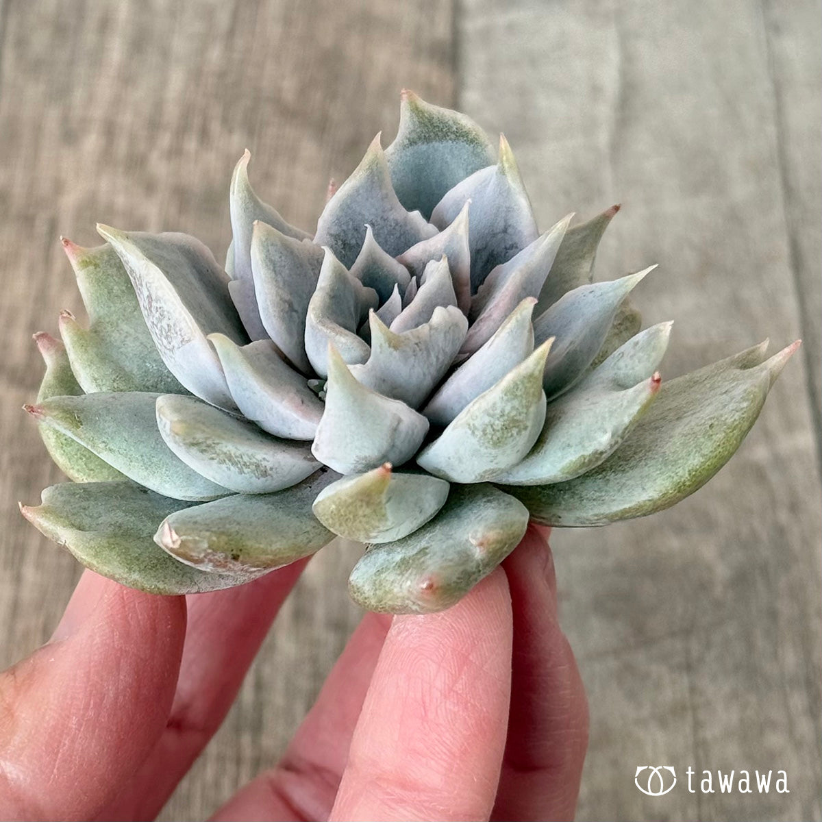 New Arrival* Cubic Frost