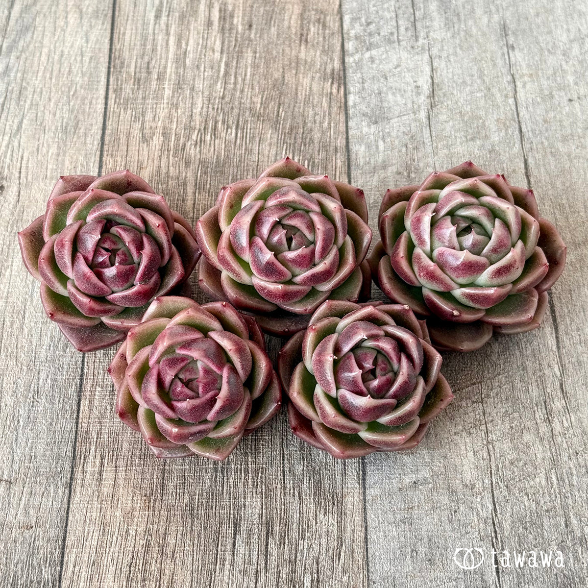 ＊新入荷＊　ボルドー