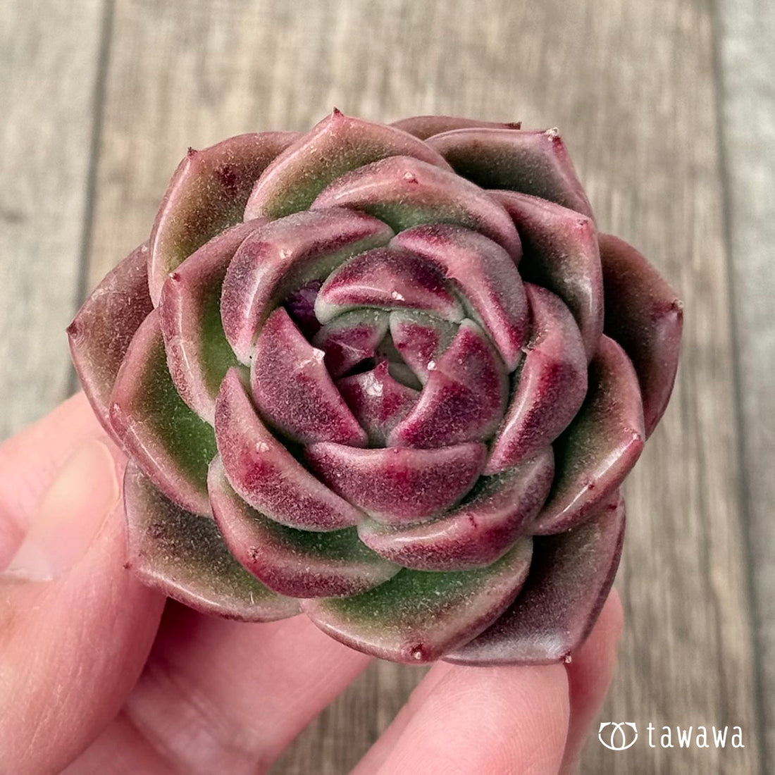 New Arrival* Cubic Frost