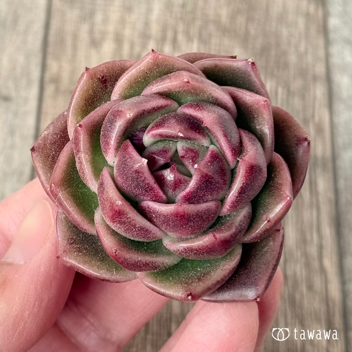 ボルドー