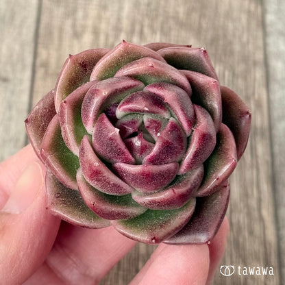 ＊新入荷＊　ボルドー