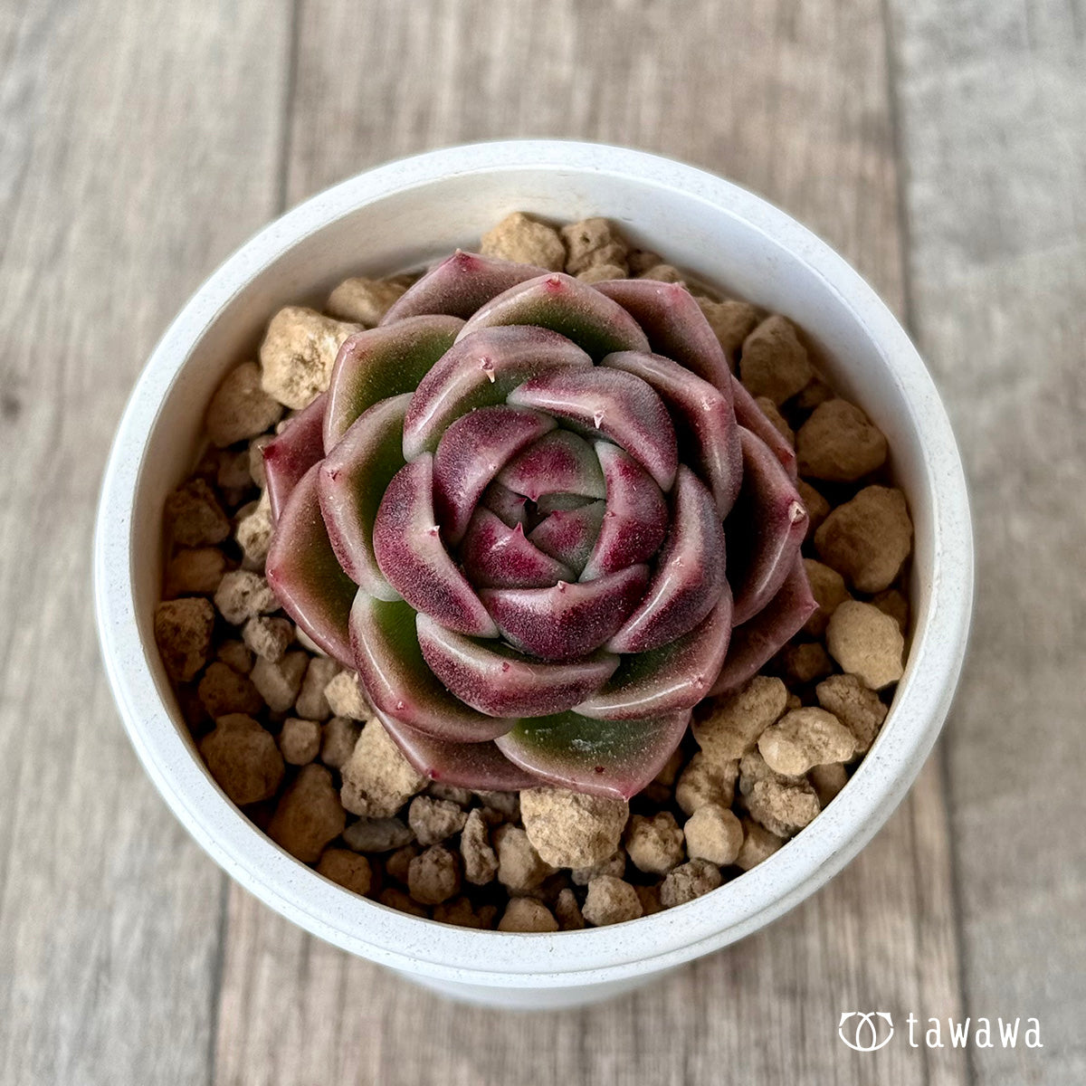 ＊新入荷＊　ボルドー