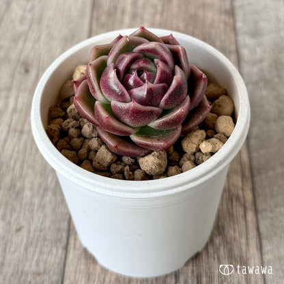 ＊新入荷＊　ボルドー