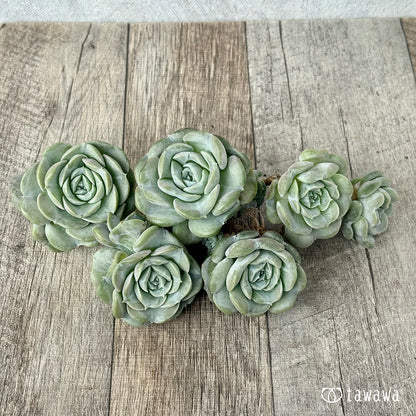 New Arrival* Cubic Frost