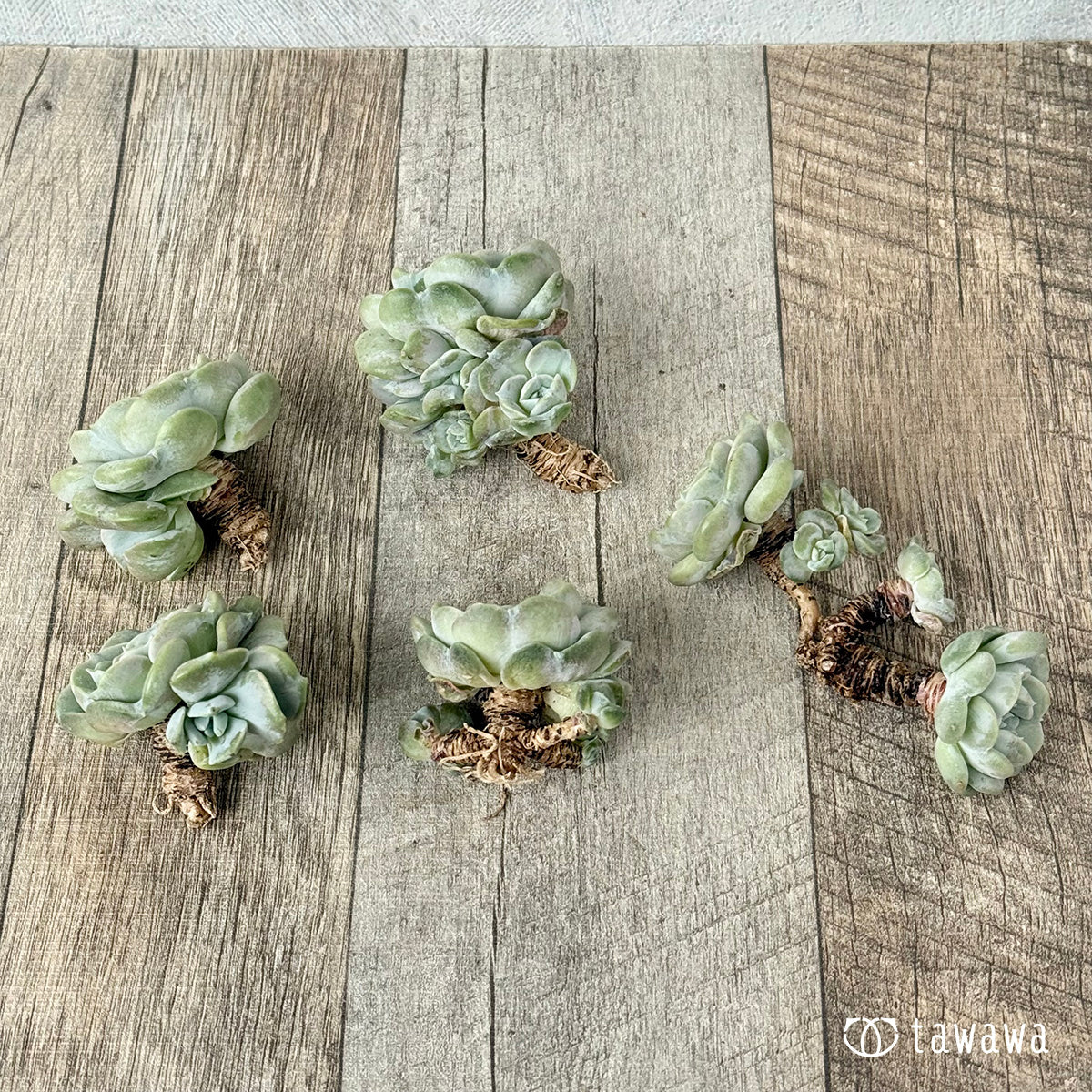 New Arrival* Cubic Frost