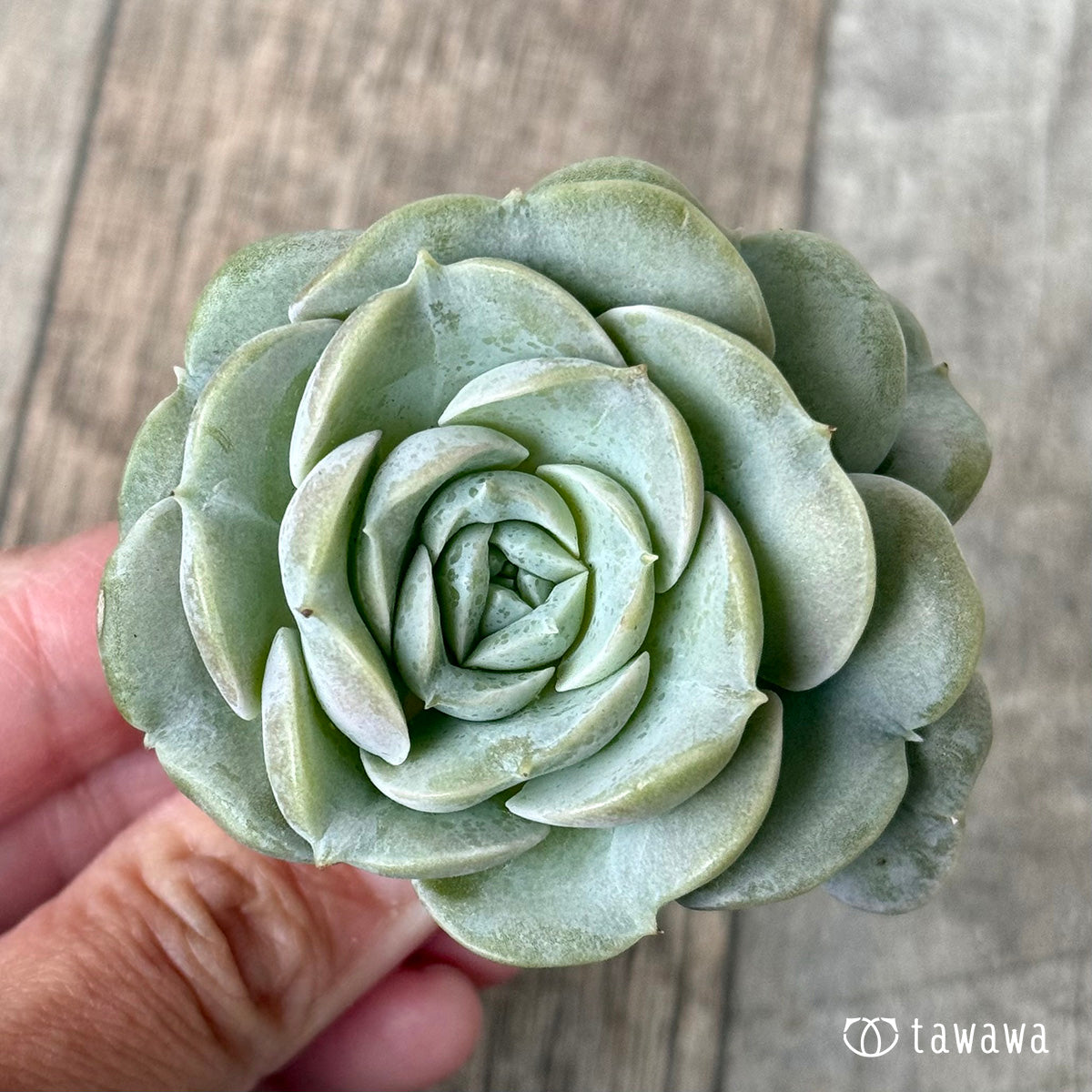 New Arrival* Cubic Frost