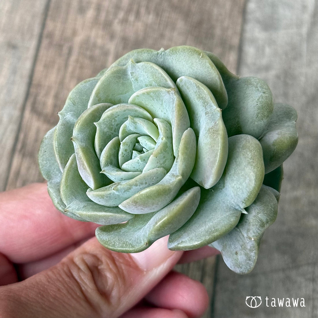 New Arrival* Cubic Frost