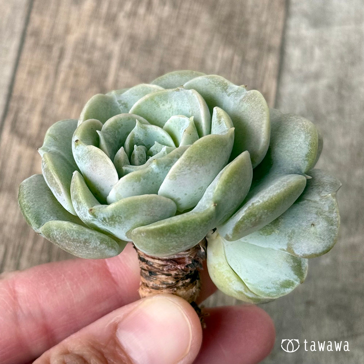 New Arrival* Cubic Frost