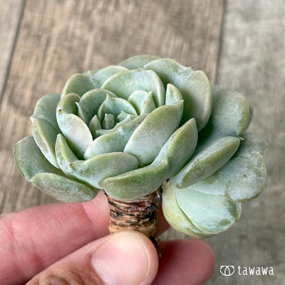 New Arrival* Cubic Frost