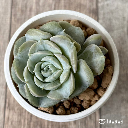 New Arrival* Cubic Frost