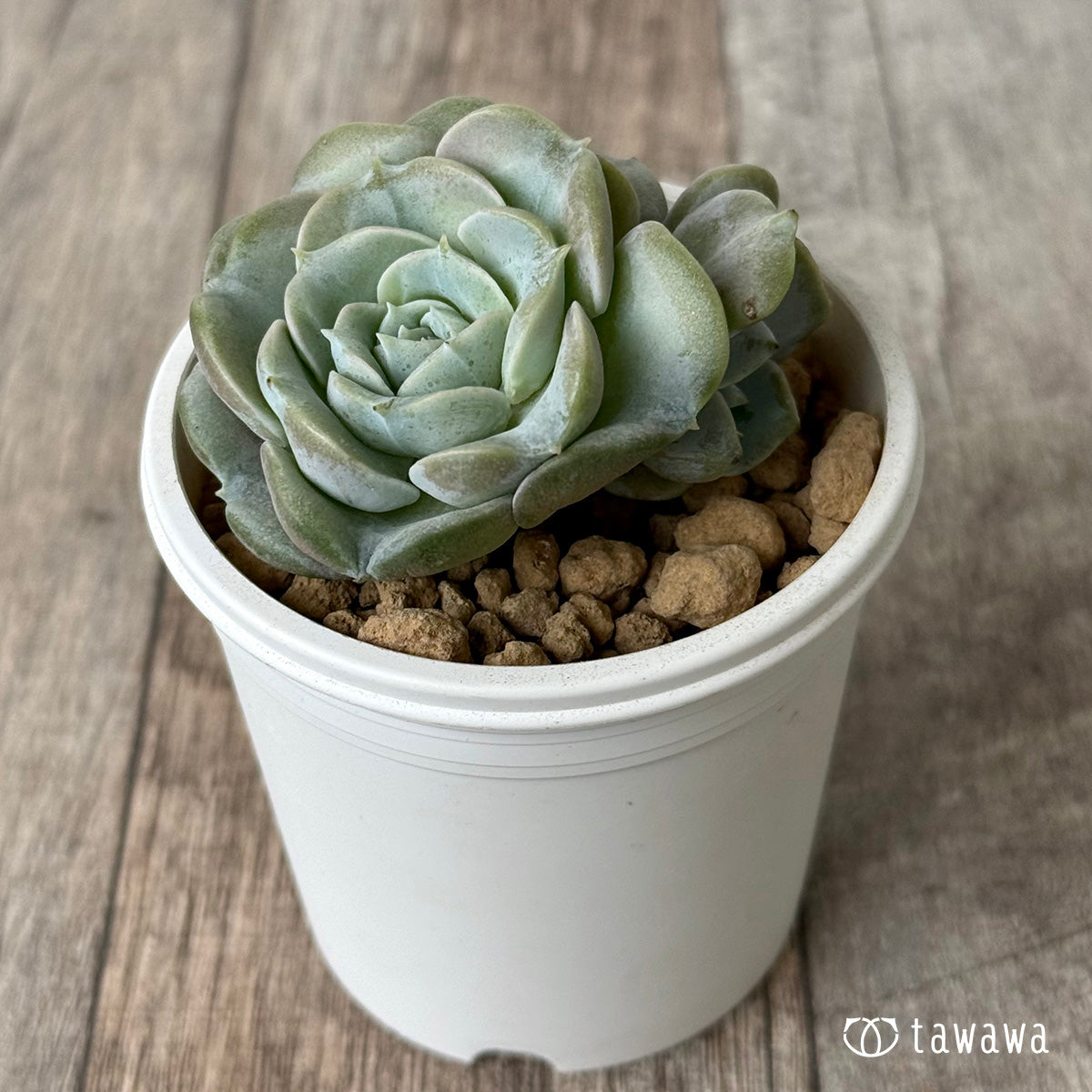 New Arrival* Cubic Frost