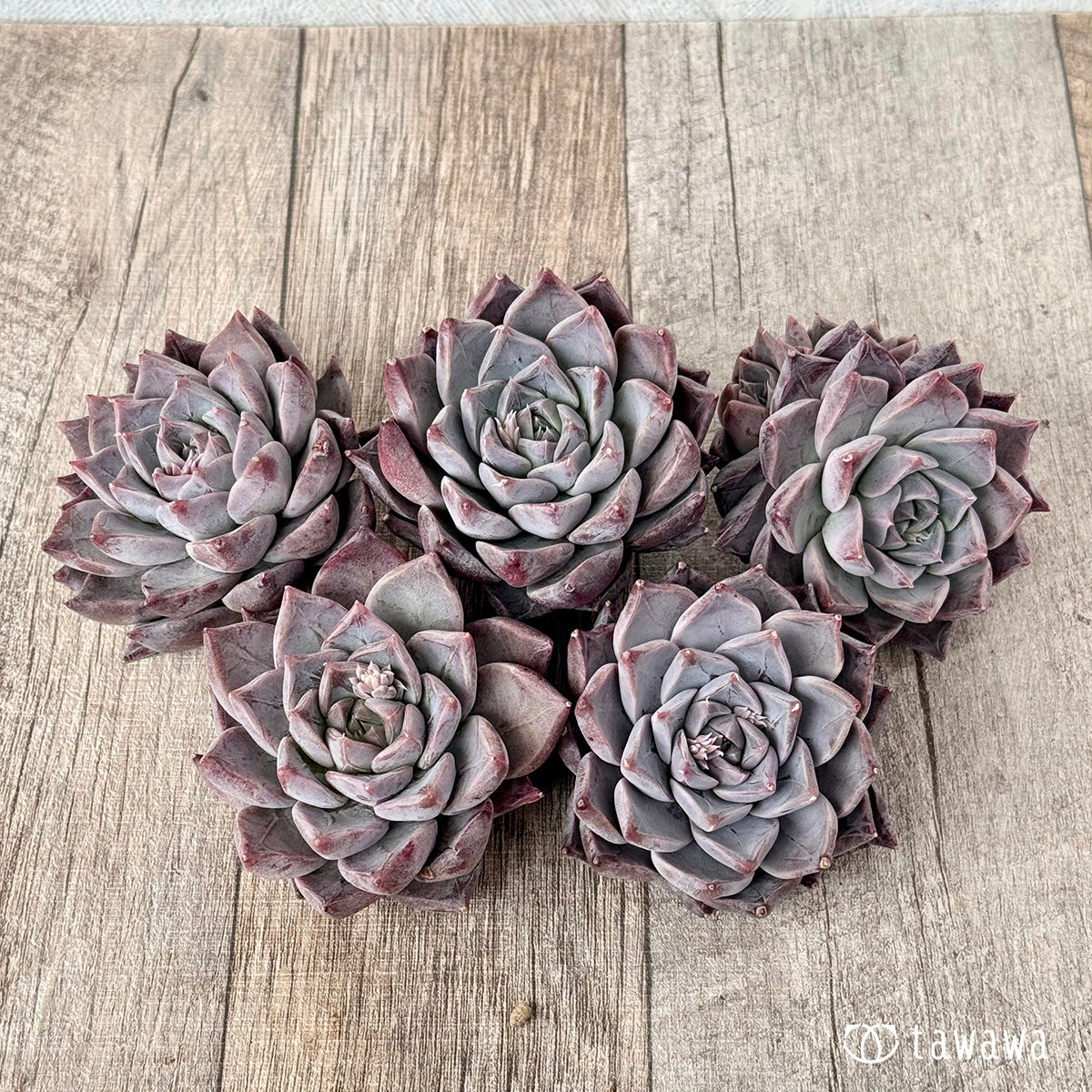 ＊新入荷＊　フレスコ