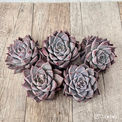 ＊新入荷＊　フレスコ