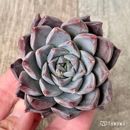 ＊新入荷＊　フレスコ