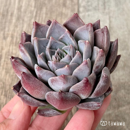 ＊新入荷＊　フレスコ