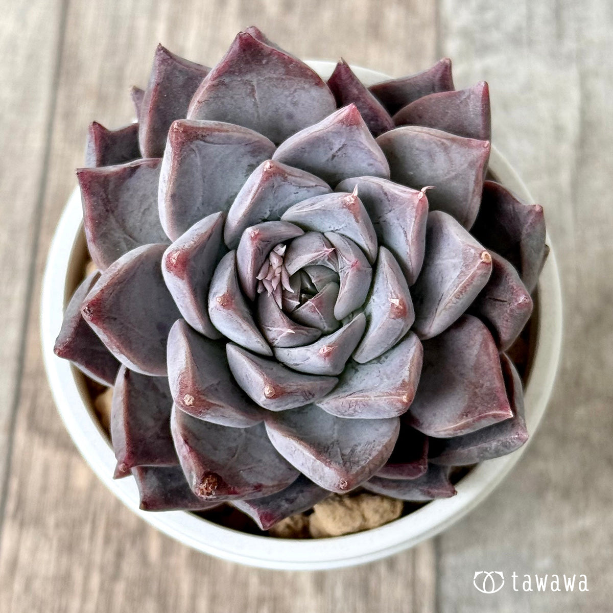 ＊新入荷＊　フレスコ