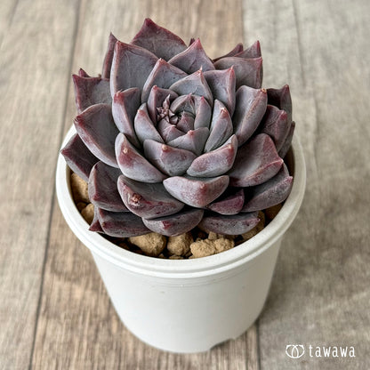 ＊新入荷＊　フレスコ