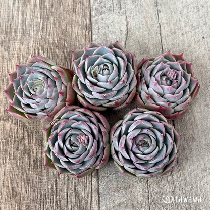 ＊新入荷＊　ロンリーハート