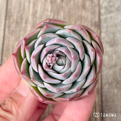 ＊新入荷＊　ロンリーハート