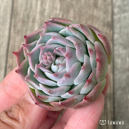 ＊新入荷＊　ロンリーハート