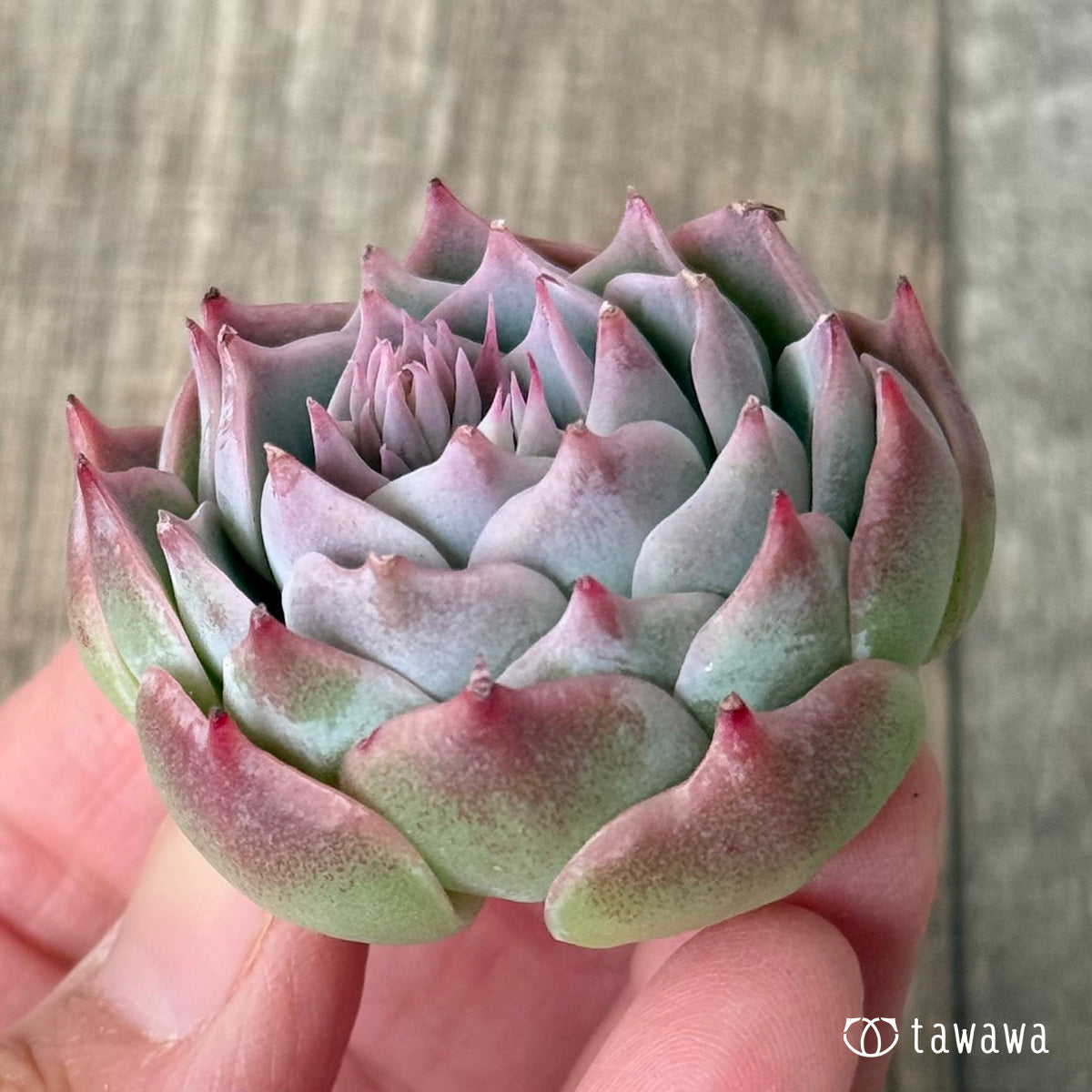 ＊新入荷＊　ロンリーハート