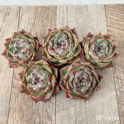 ＊新入荷＊　フローラ