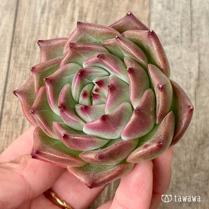 ＊新入荷＊　フローラ