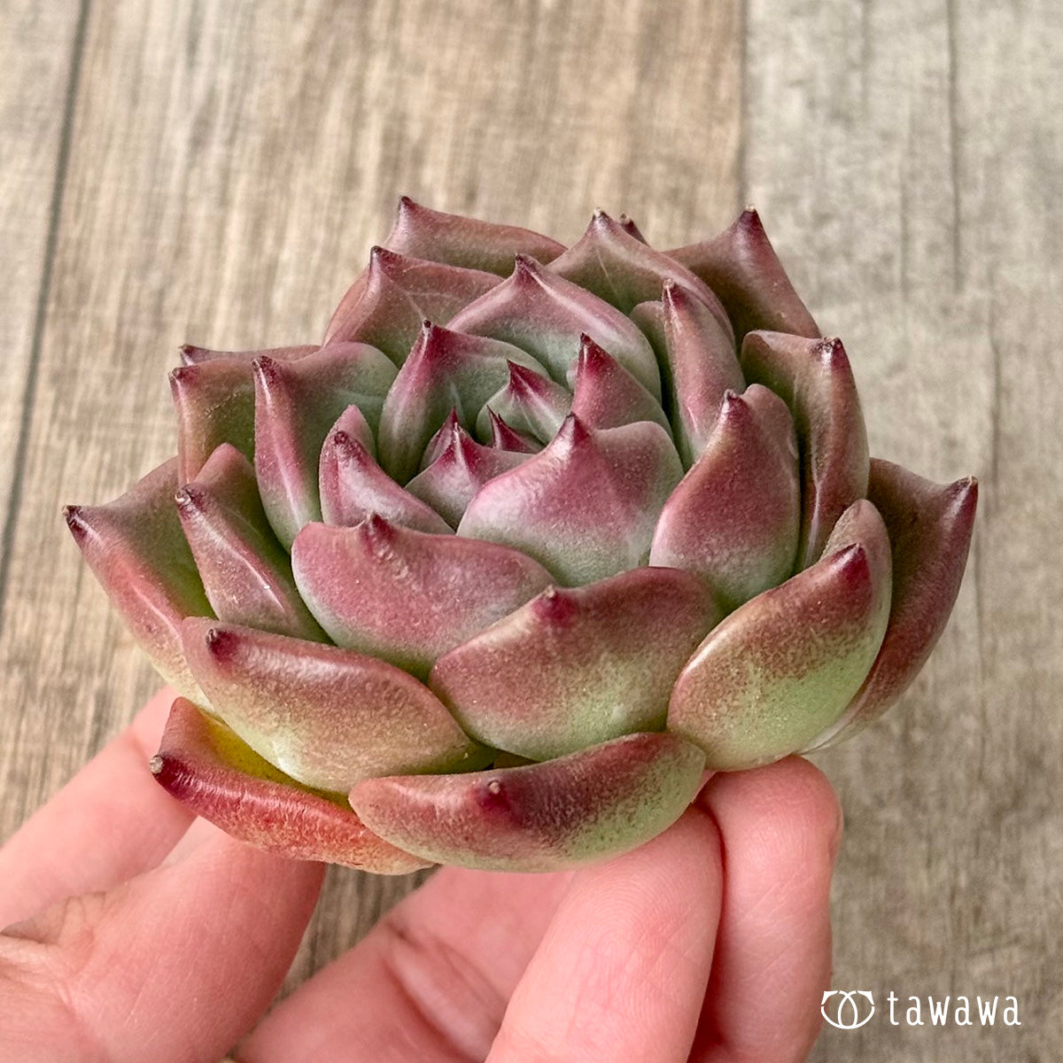 フローラ – 多肉植物の通販・販売サイト tawawa