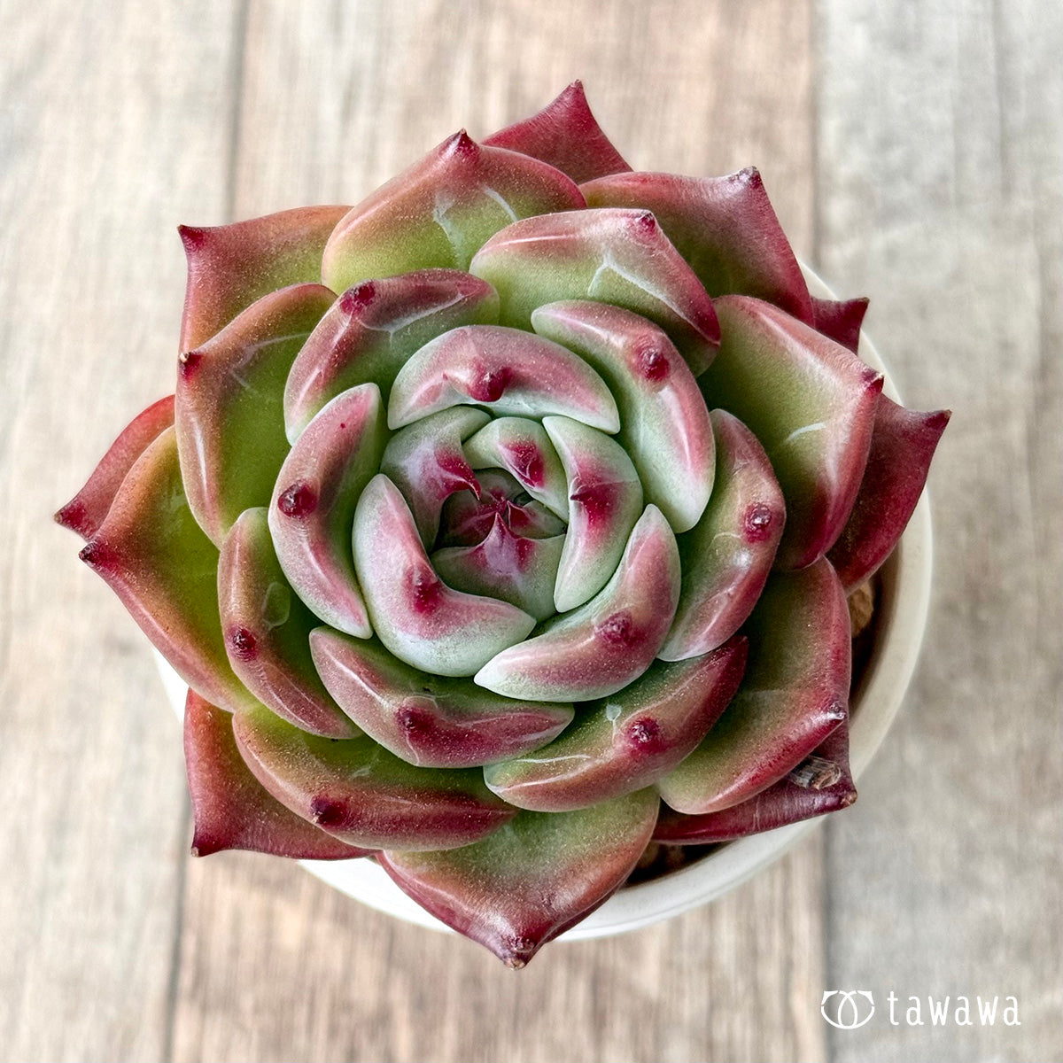 ＊新入荷＊　フローラ