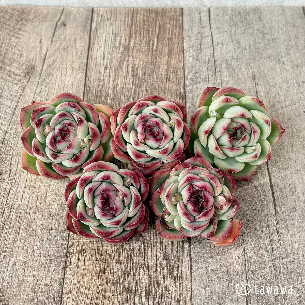 New Arrivals: Ice Green