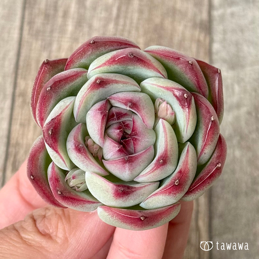 New Arrivals: Ice Green