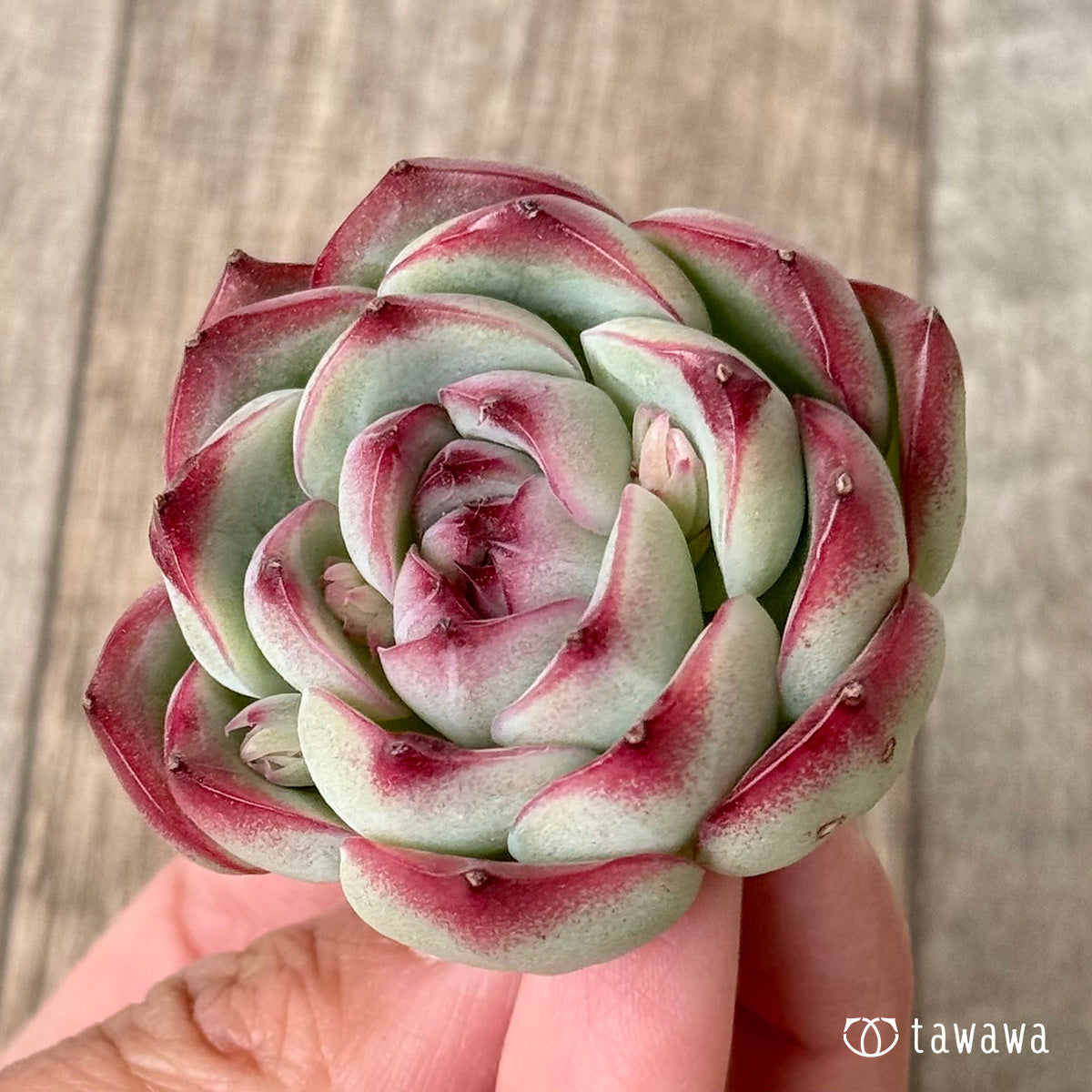 New Arrivals: Ice Green