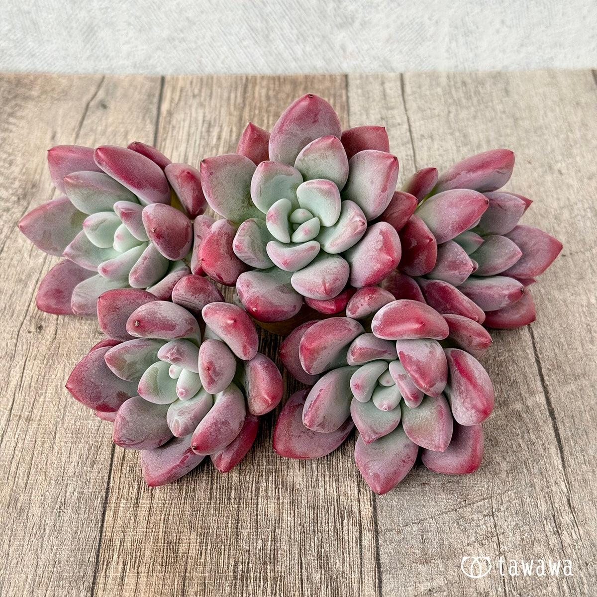 ＊新入荷＊　バブルモンスター